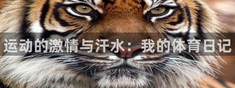 JJB竞技宝官网下载招商电话号码是多少：运动的激情与