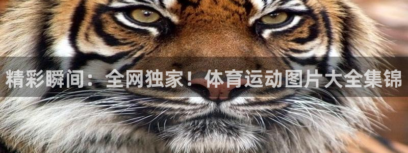 JJB竞技宝官网下载平台APP：精彩瞬间：全网独家！
