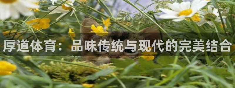 JJB竞技宝官网下载招商电话号码是多少：厚道体育：品味传统与